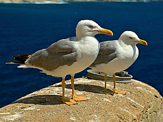 Bonifacio (Korsika - Francie)