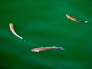 Bonifacio (Korsika - Francie)