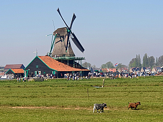 Zaandam (Nizozemsko)