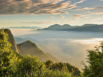 Čajové lístky z vrcholků hor (Alishan - Tchaj-wan)
