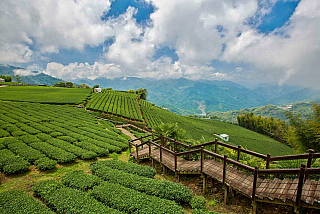 Čajové lístky z vrcholků hor (Alishan - Tchaj-wan)