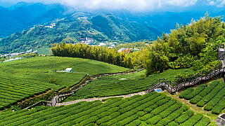 Čajové lístky z vrcholků hor (Alishan - Tchaj-wan)