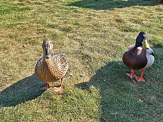 Volendam (Nizozemí)