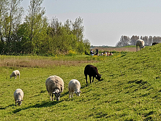Volendam (Nizozemí)