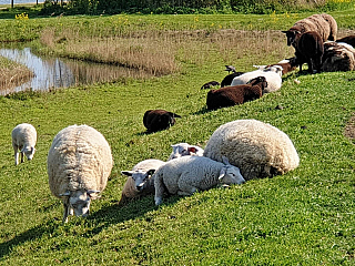 Volendam (Nizozemí)