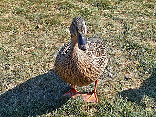 Volendam (Nizozemí)