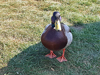 Volendam (Nizozemí)
