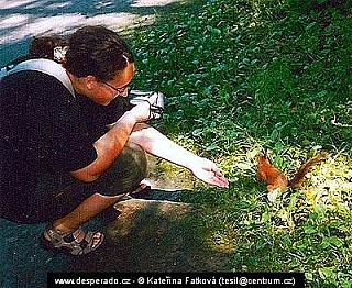 Veverka v Pavlovsku (Rusko)