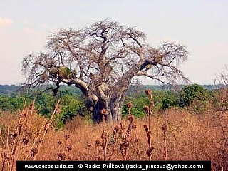 Baobab (Mosambik)