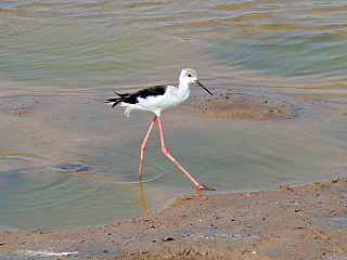 Maspalomas (Gran Canaria - Kanárské ostrovy - Španělsko)