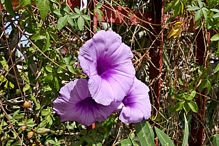 Maspalomas (Gran Canaria - Kanárské ostrovy - Španělsko)