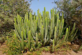 Maspalomas (Gran Canaria - Kanárské ostrovy - Španělsko)
