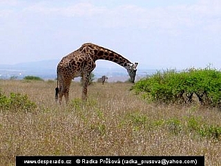 Žirafa v savaně (Etiopie)