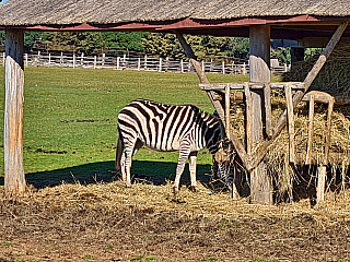 Malá ZOO na souostroví Brijuni (Istrie - Chorvatsko)