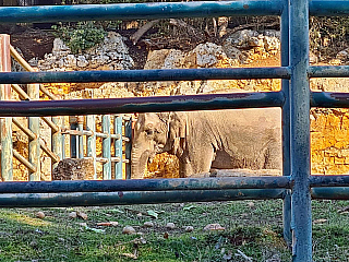 Malá ZOO na souostroví Brijuni (Istrie - Chorvatsko)