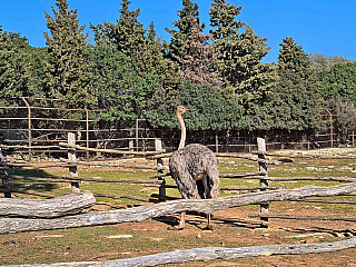 Malá ZOO na souostroví Brijuni (Istrie - Chorvatsko)