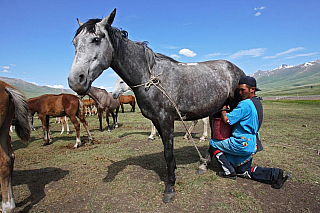 Dojení kobyly na výrobu tradičního Kumisu. (Kyrgyzstán)