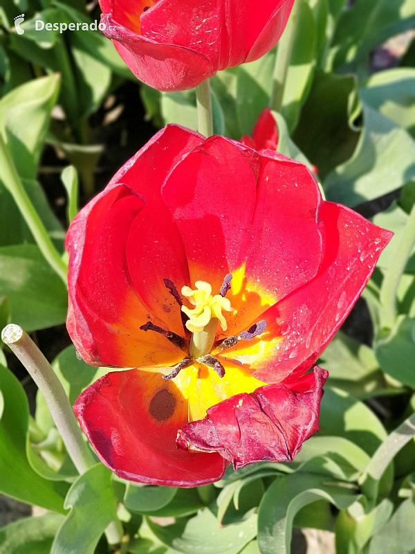Holandské tulipány (Nizozemsko)