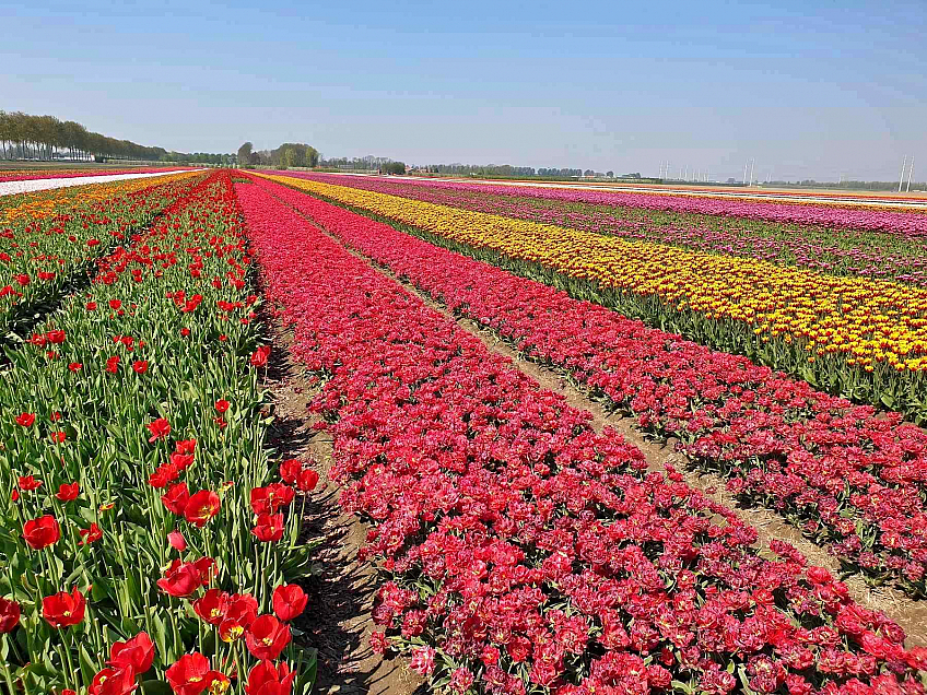 Holandské tulipány (Nizozemsko)