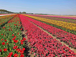 Holandské tulipány jsou skutečnou pestrobarevnou legendou