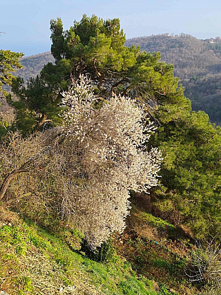 Labin (Istrie - Chorvatsko)