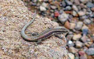 Ponta de São Lourenço (Madeira - Portugalsko)