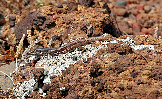 Ponta de São Lourenço (Madeira - Portugalsko)