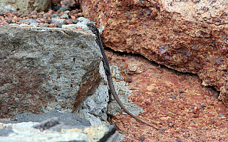 Ponta de São Lourenço (Madeira - Portugalsko)