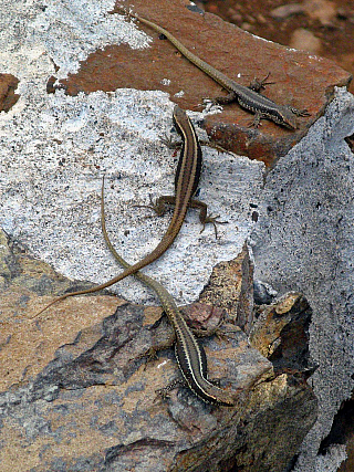 Ponta de São Lourenço (Madeira - Portugalsko)
