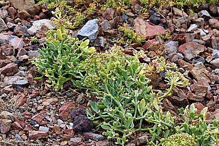 Ponta de São Lourenço (Madeira - Portugalsko)