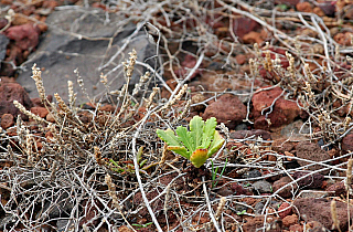 Ponta de São Lourenço (Madeira - Portugalsko)