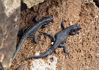 Ponta de São Lourenço (Madeira - Portugalsko)