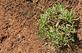 Ponta de São Lourenço (Madeira - Portugalsko)