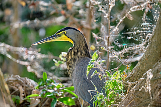 Nikaragua