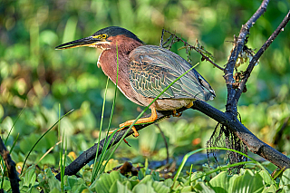 Nikaragua