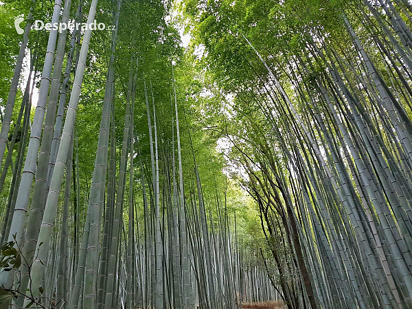 Bambusový les Arashiyama (Kyoto - Japonsko)
