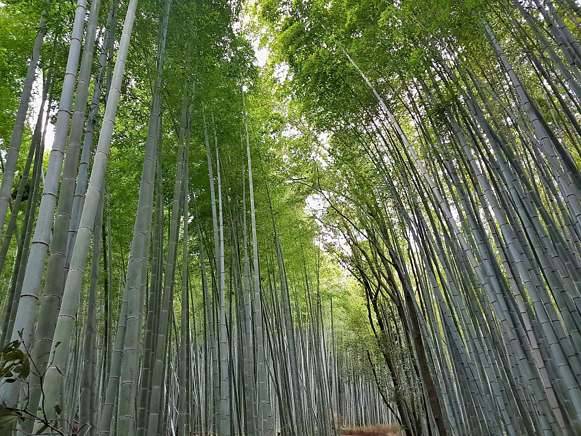 Bambusový les Arashiyama (Kyoto - Japonsko)