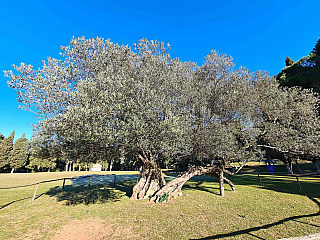 Nejstarší olivovník ve Středozemí na Velikým Brijunu (istrie - Chorvatsko)