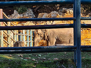 Veliký Brijun (istrie - Chorvatsko)