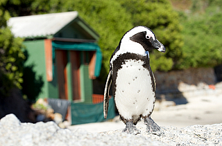 Kapské Město (Jihoafrická republika)