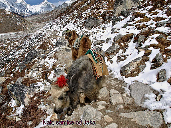 23.3.2023 Lobuche