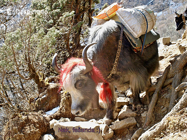 28.3.2023 Mong a Khumjung