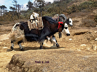 29.3.2023 Khumjung, Khumde a Syanghboche