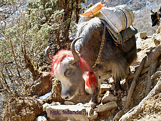 28.3.2023 Mong a Khumjung