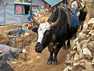 31.3. 2023 Namche Bazaar (Nepál)