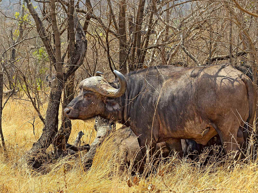 Krugerův národní park (Jihoafrická republika)