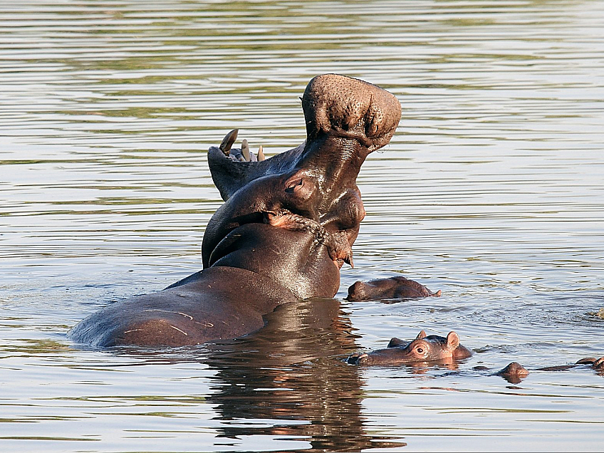 Krugerův národní park (Jihoafrická republika)