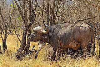 Krugerův národní park (Jihoafrická republika)