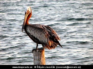 Pelikán v Belize