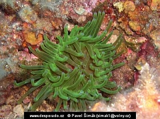 Život na korálových útesech v Rudém moři (Egypt)